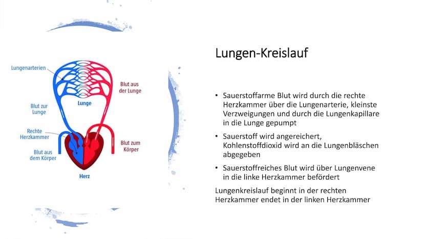Herz-Kreislauf-
System
W obere Hohlvene
Aorta
Herz
Lebervene
Lungenaterie
Lungenvene(n)
untere Hohlvene
Nierenvene
Inhaltsverzeichnis
1.
2.
