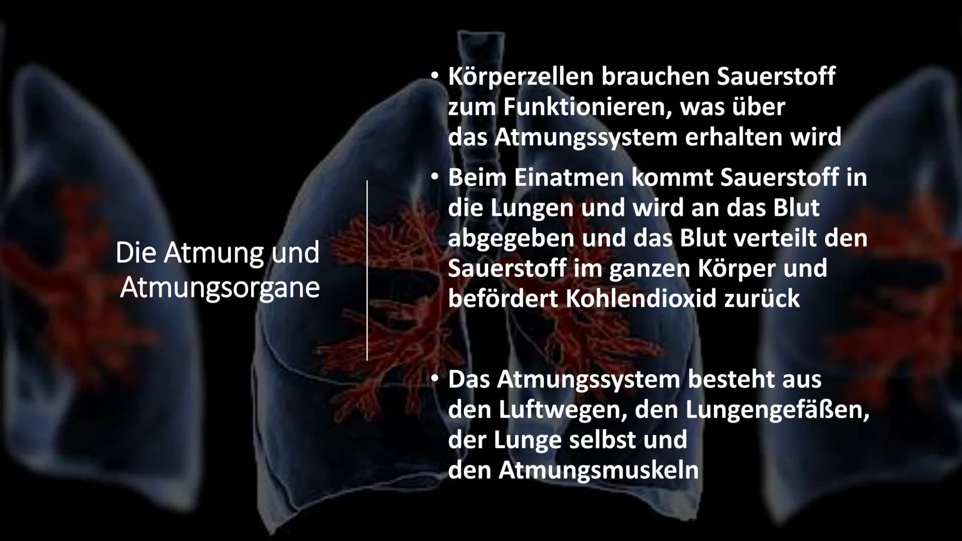 Herz-Kreislauf-
System
W obere Hohlvene
Aorta
Herz
Lebervene
Lungenaterie
Lungenvene(n)
untere Hohlvene
Nierenvene
Inhaltsverzeichnis
1.
2.
