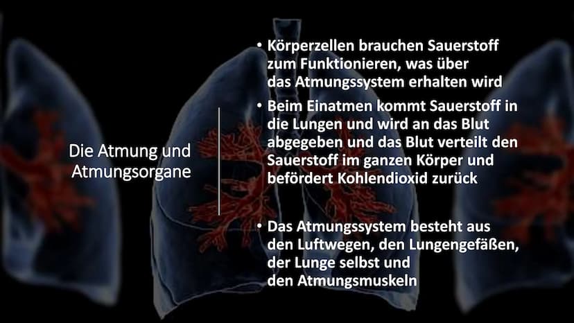 Herz-Kreislauf-
System
W obere Hohlvene
Aorta
Herz
Lebervene
Lungenaterie
Lungenvene(n)
untere Hohlvene
Nierenvene
Inhaltsverzeichnis
1.
2.
