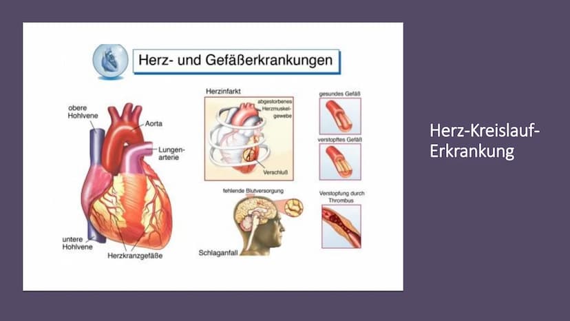 Herz-Kreislauf-
System
W obere Hohlvene
Aorta
Herz
Lebervene
Lungenaterie
Lungenvene(n)
untere Hohlvene
Nierenvene
Inhaltsverzeichnis
1.
2.
