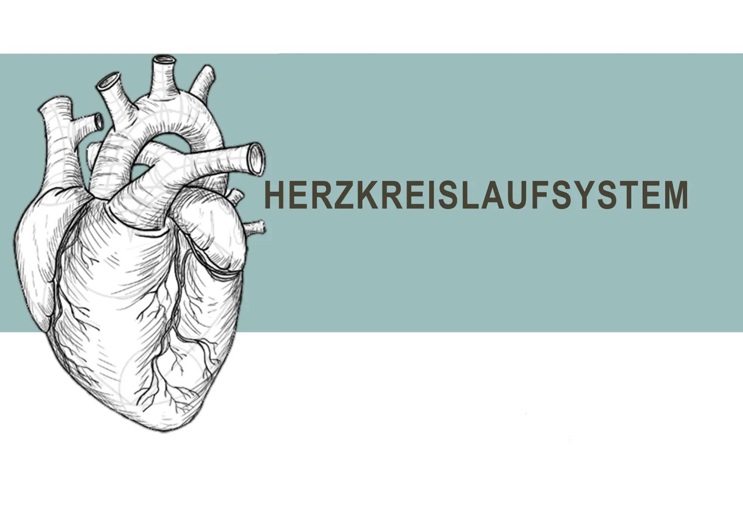 HERZKREISLAUFSYSTEM HERZ - AUFBAU
▪Hohlmuskel
-Im Mediastinum (Mitte des Brustkorbs)
-Faustgroß
"eigenes Reizbildungs- und
Reizleistungssyst