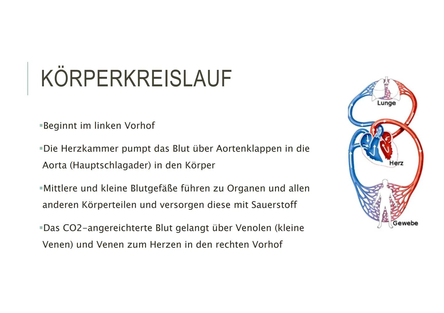 HERZKREISLAUFSYSTEM HERZ - AUFBAU
▪Hohlmuskel
-Im Mediastinum (Mitte des Brustkorbs)
-Faustgroß
"eigenes Reizbildungs- und
Reizleistungssyst