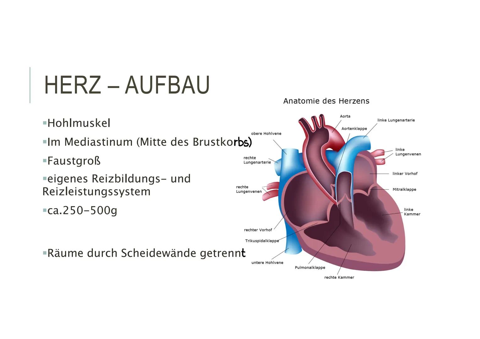 HERZKREISLAUFSYSTEM HERZ - AUFBAU
▪Hohlmuskel
-Im Mediastinum (Mitte des Brustkorbs)
-Faustgroß
"eigenes Reizbildungs- und
Reizleistungssyst