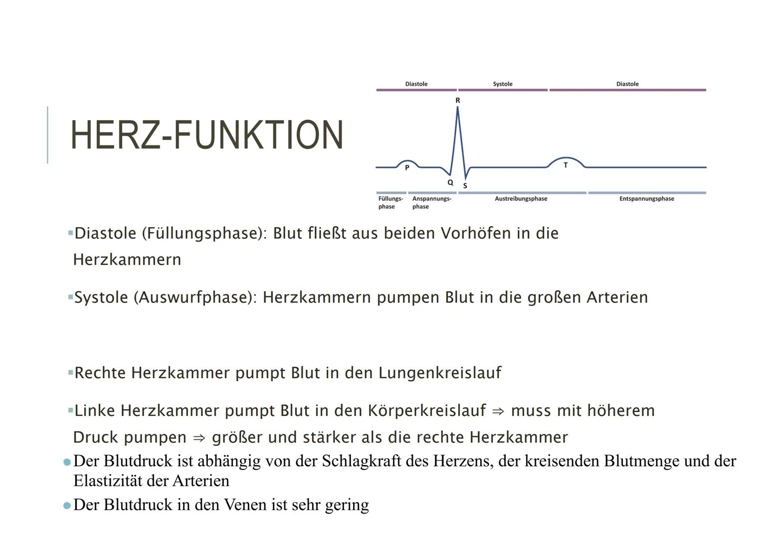 HERZKREISLAUFSYSTEM HERZ - AUFBAU
▪Hohlmuskel
-Im Mediastinum (Mitte des Brustkorbs)
-Faustgroß
"eigenes Reizbildungs- und
Reizleistungssyst