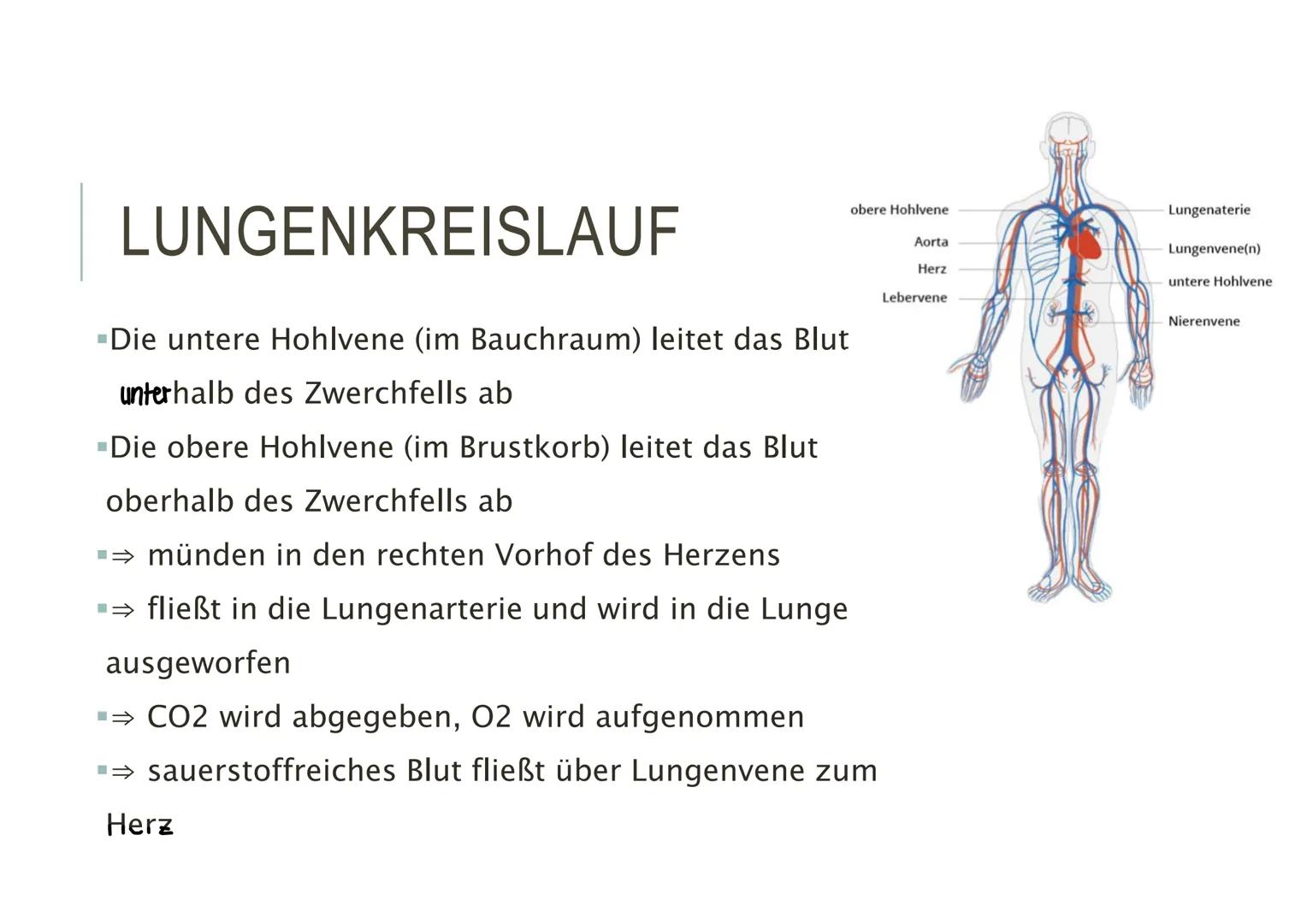 HERZKREISLAUFSYSTEM HERZ - AUFBAU
▪Hohlmuskel
-Im Mediastinum (Mitte des Brustkorbs)
-Faustgroß
"eigenes Reizbildungs- und
Reizleistungssyst