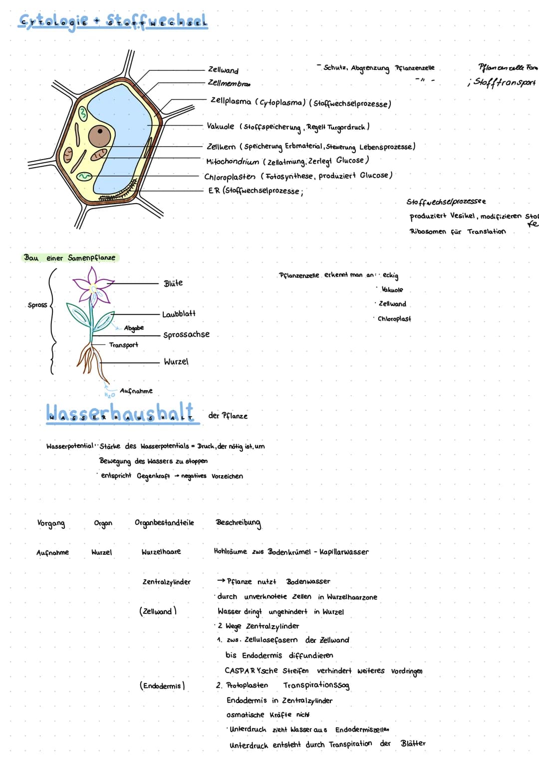 Cytologie + Stoffwechsel
Bau einer Samenpflanze
Spross
Vorgang
Transport
Aufnahme
Abgabe
Organ
Aufnahme
Wurzel
Blüte
H₂O
Hasserhaushalt
Laub