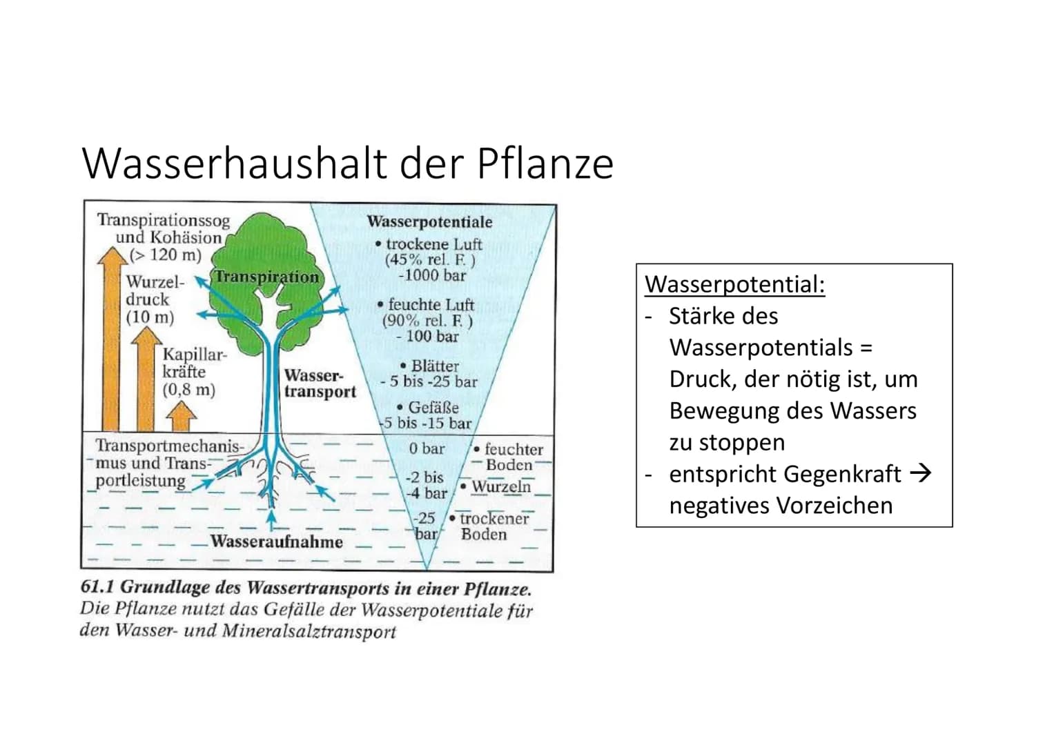 Cytologie + Stoffwechsel
Bau einer Samenpflanze
Spross
Vorgang
Transport
Aufnahme
Abgabe
Organ
Aufnahme
Wurzel
Blüte
H₂O
Hasserhaushalt
Laub