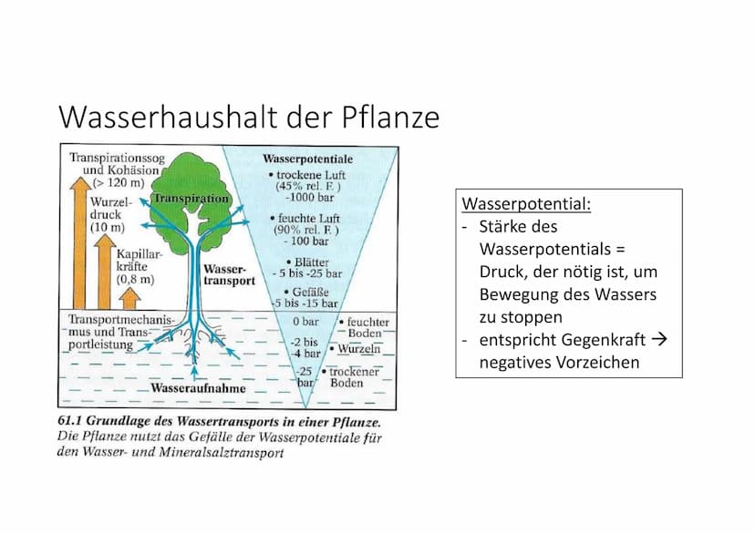 Cytologie + Stoffwechsel
Bau einer Samenpflanze
Spross
Vorgang
Transport
Aufnahme
Abgabe
Organ
Aufnahme
Wurzel
Blüte
H₂O
Hasserhaushalt
Laub