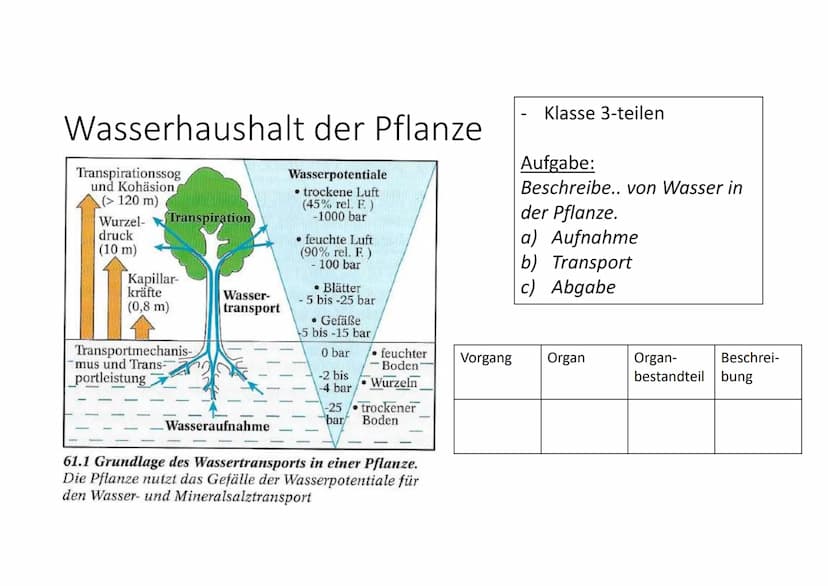 Cytologie + Stoffwechsel
Bau einer Samenpflanze
Spross
Vorgang
Transport
Aufnahme
Abgabe
Organ
Aufnahme
Wurzel
Blüte
H₂O
Hasserhaushalt
Laub