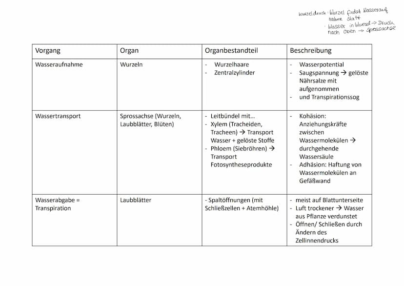 Cytologie + Stoffwechsel
Bau einer Samenpflanze
Spross
Vorgang
Transport
Aufnahme
Abgabe
Organ
Aufnahme
Wurzel
Blüte
H₂O
Hasserhaushalt
Laub