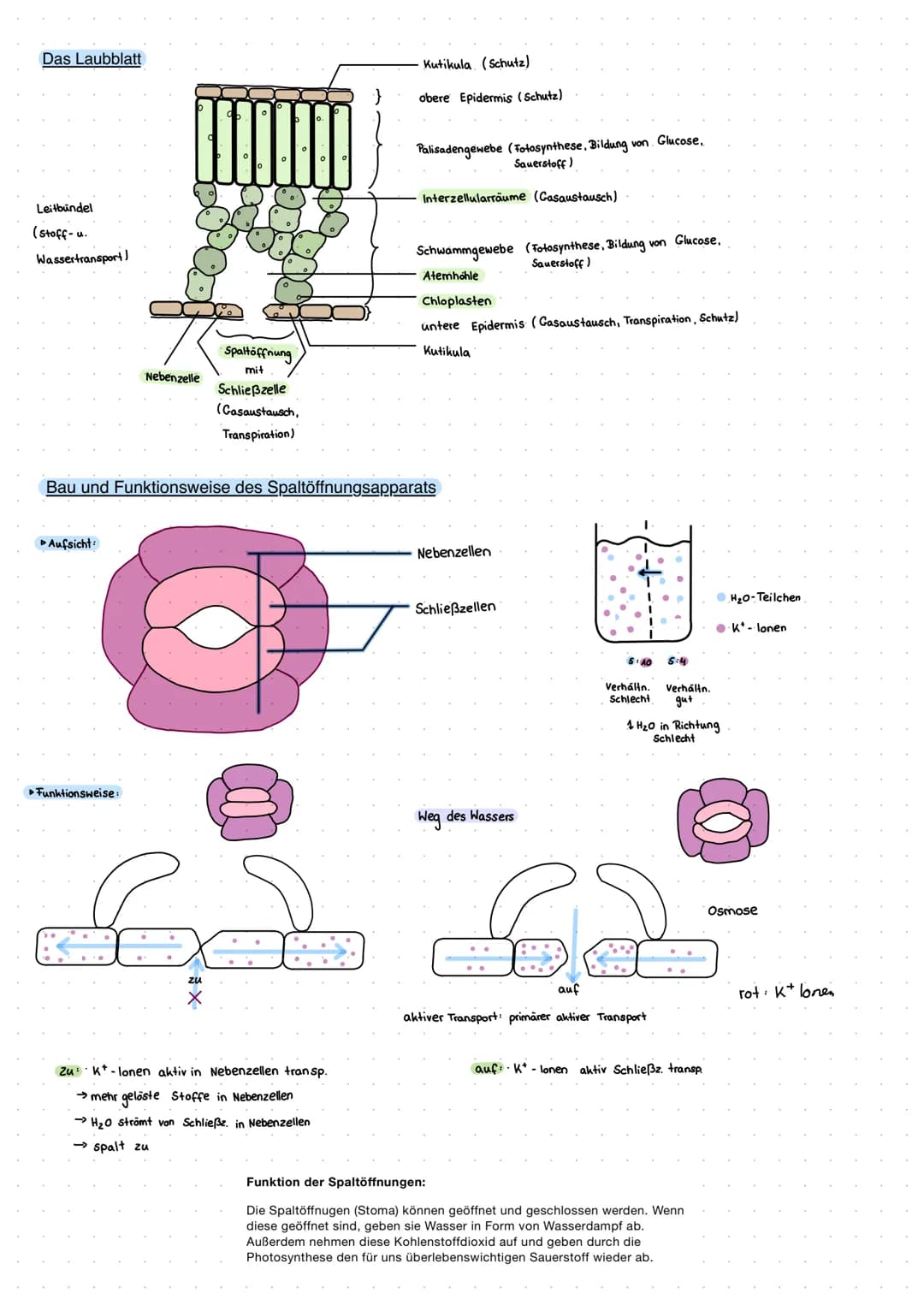 Cytologie + Stoffwechsel
Bau einer Samenpflanze
Spross
Vorgang
Transport
Aufnahme
Abgabe
Organ
Aufnahme
Wurzel
Blüte
H₂O
Hasserhaushalt
Laub