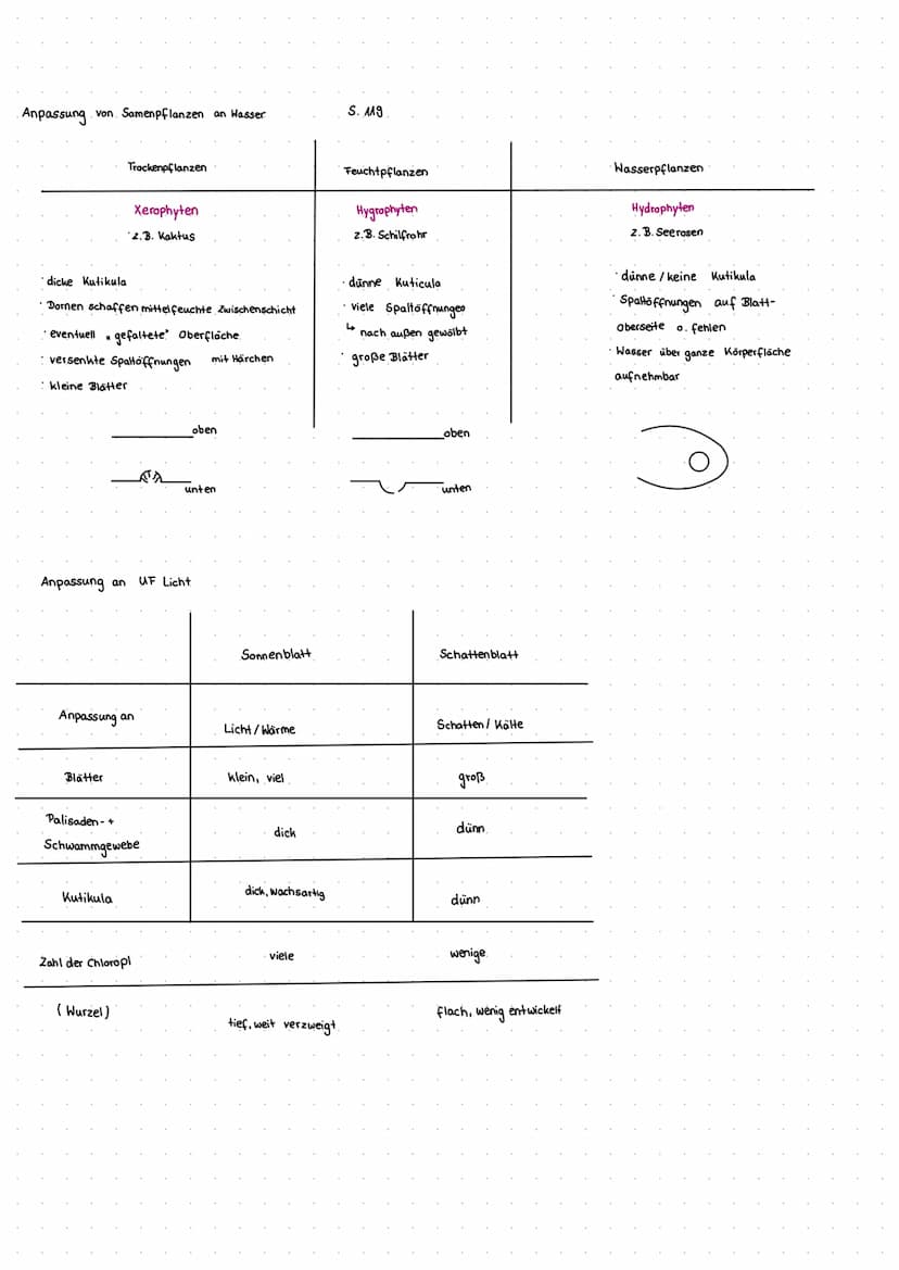 Cytologie + Stoffwechsel
Bau einer Samenpflanze
Spross
Vorgang
Transport
Aufnahme
Abgabe
Organ
Aufnahme
Wurzel
Blüte
H₂O
Hasserhaushalt
Laub