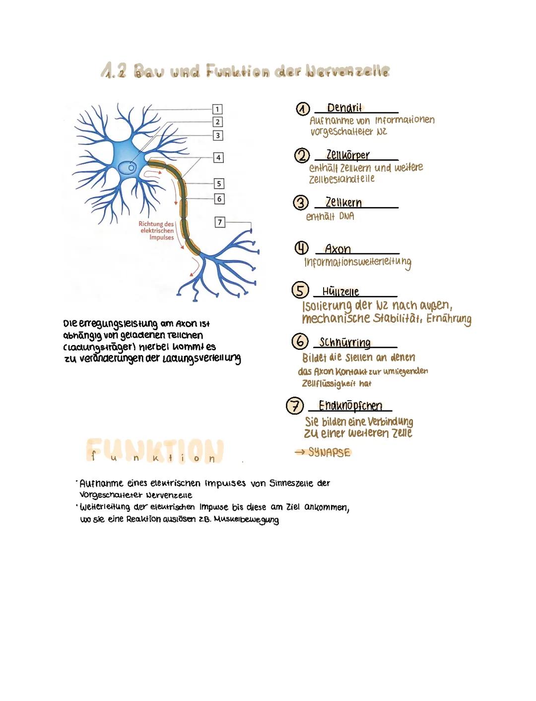 Biologie- Bau und Funktion einer Nervenzelle