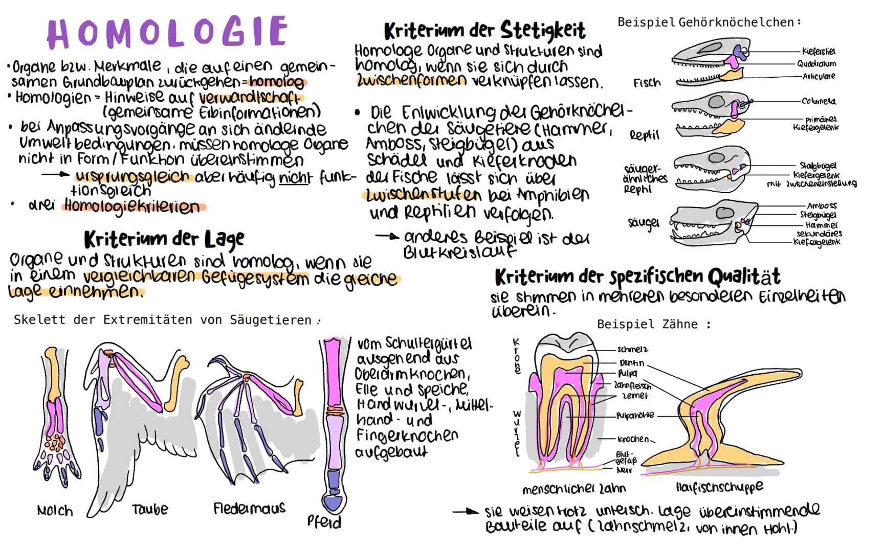 HOMOLOGIE
• Organe bzw. Merkmale, die auf einen gemein-
samen Grundbauplan zurückgehen-homolog
Homologien - Hinweise auf verwandtschaft
Igem