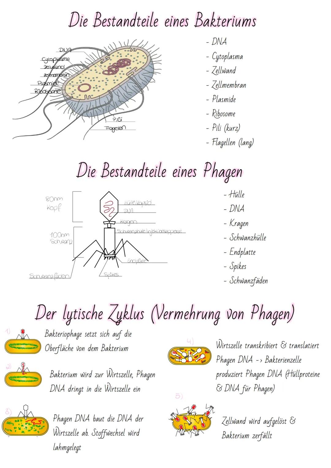 LURRARE
ம
DUG
Die Bestandteile eines Bakteriums
- DNA
- Cytoplasma
- Zellwand
- Zellmembran
- Plasmide
- Ribosome
- Pili (kurz)
- Flagellen 