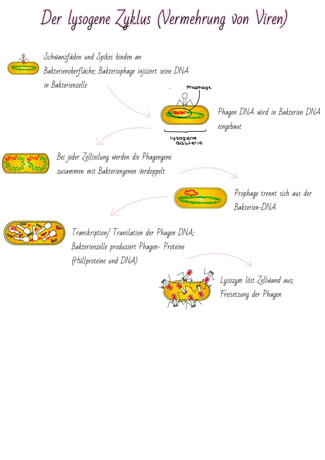 LURRARE
ம
DUG
Die Bestandteile eines Bakteriums
- DNA
- Cytoplasma
- Zellwand
- Zellmembran
- Plasmide
- Ribosome
- Pili (kurz)
- Flagellen 
