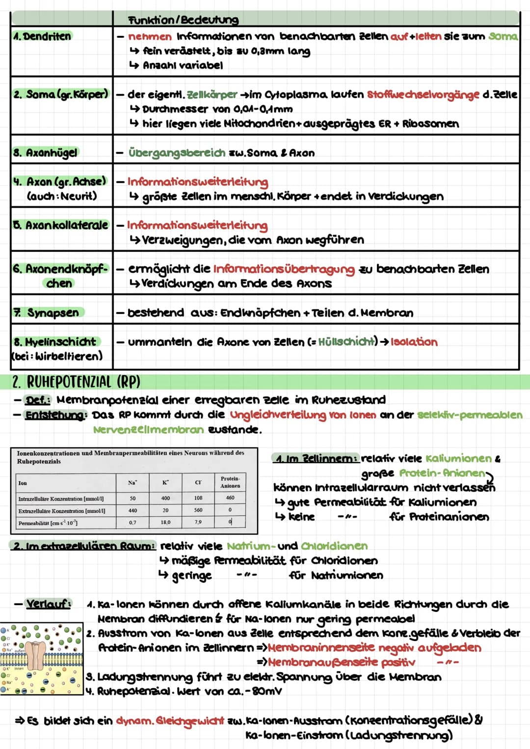 Biologie Klausur 1 (Q3) – Neurophysiologie
4. Erregungsleitung am Axon
kontinuierlich/saltatorisch
5. Synapse (Ach-führend)
4 motorische End