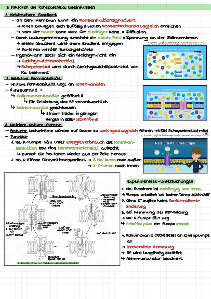 Biologie Klausur 1 (Q3) – Neurophysiologie
4. Erregungsleitung am Axon
kontinuierlich/saltatorisch
5. Synapse (Ach-führend)
4 motorische End