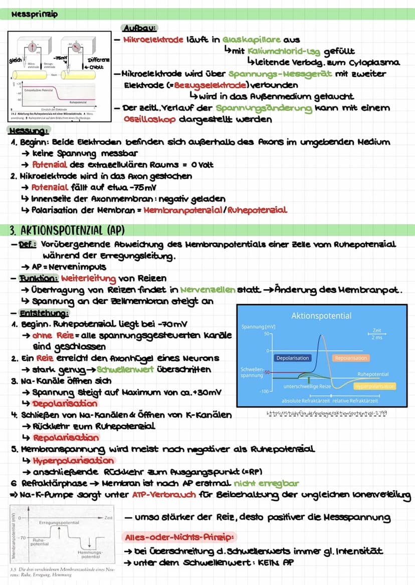 Biologie Klausur 1 (Q3) – Neurophysiologie
4. Erregungsleitung am Axon
kontinuierlich/saltatorisch
5. Synapse (Ach-führend)
4 motorische End