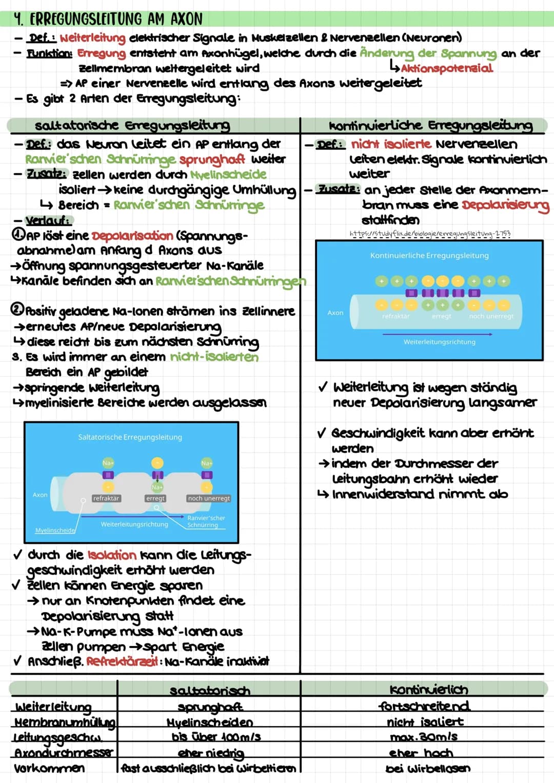 Biologie Klausur 1 (Q3) – Neurophysiologie
4. Erregungsleitung am Axon
kontinuierlich/saltatorisch
5. Synapse (Ach-führend)
4 motorische End