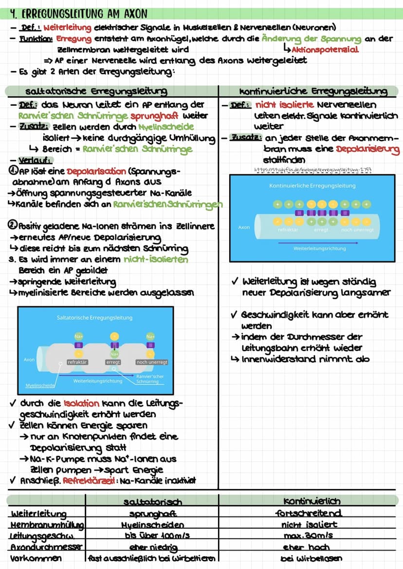 Biologie Klausur 1 (Q3) – Neurophysiologie
4. Erregungsleitung am Axon
kontinuierlich/saltatorisch
5. Synapse (Ach-führend)
4 motorische End