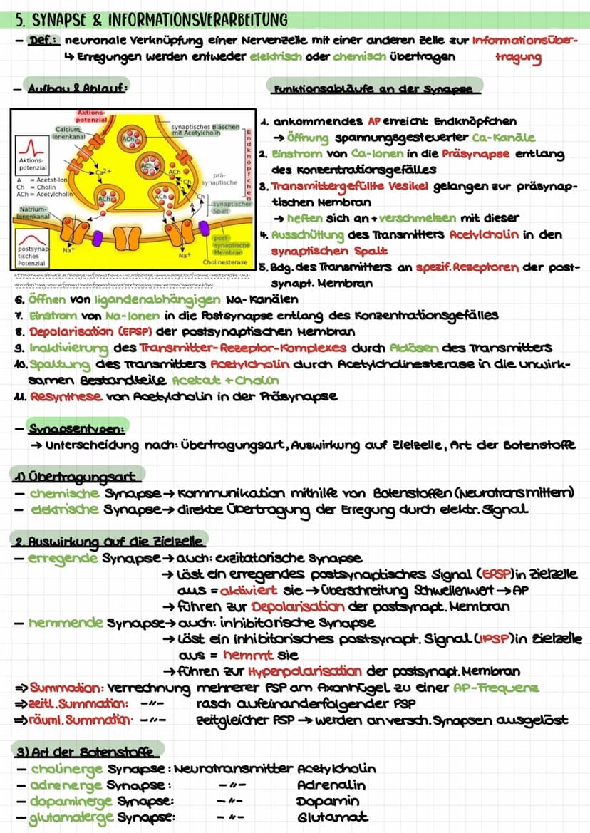 Biologie Klausur 1 (Q3) – Neurophysiologie
4. Erregungsleitung am Axon
kontinuierlich/saltatorisch
5. Synapse (Ach-führend)
4 motorische End