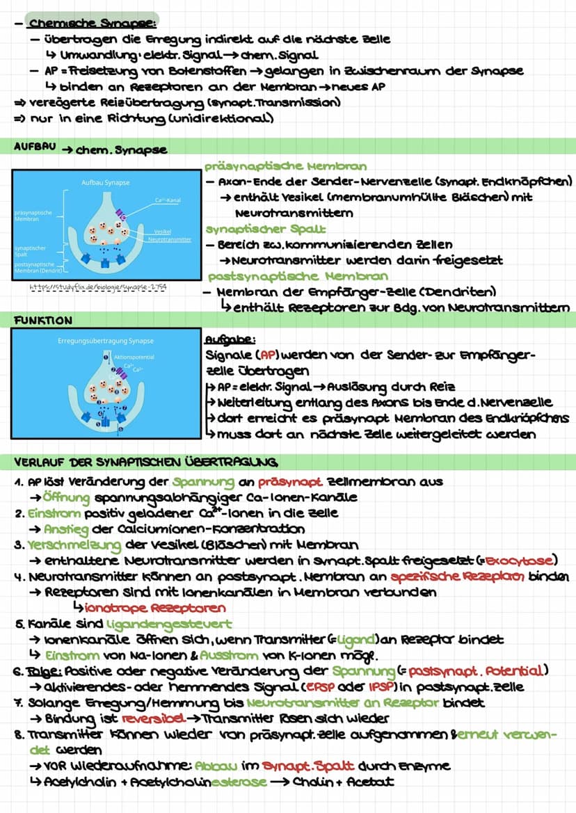 Biologie Klausur 1 (Q3) – Neurophysiologie
4. Erregungsleitung am Axon
kontinuierlich/saltatorisch
5. Synapse (Ach-führend)
4 motorische End