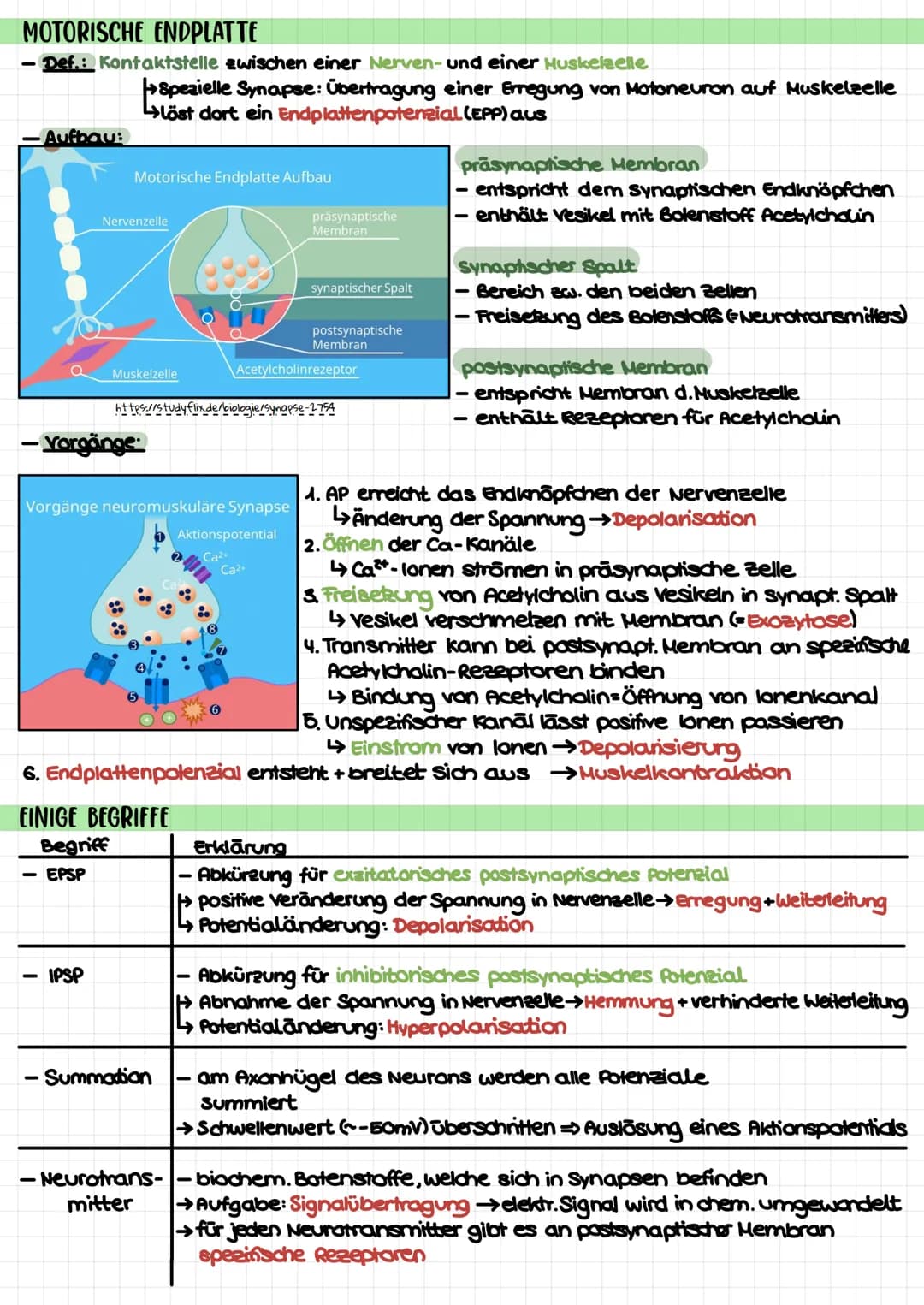 Biologie Klausur 1 (Q3) – Neurophysiologie
4. Erregungsleitung am Axon
kontinuierlich/saltatorisch
5. Synapse (Ach-führend)
4 motorische End
