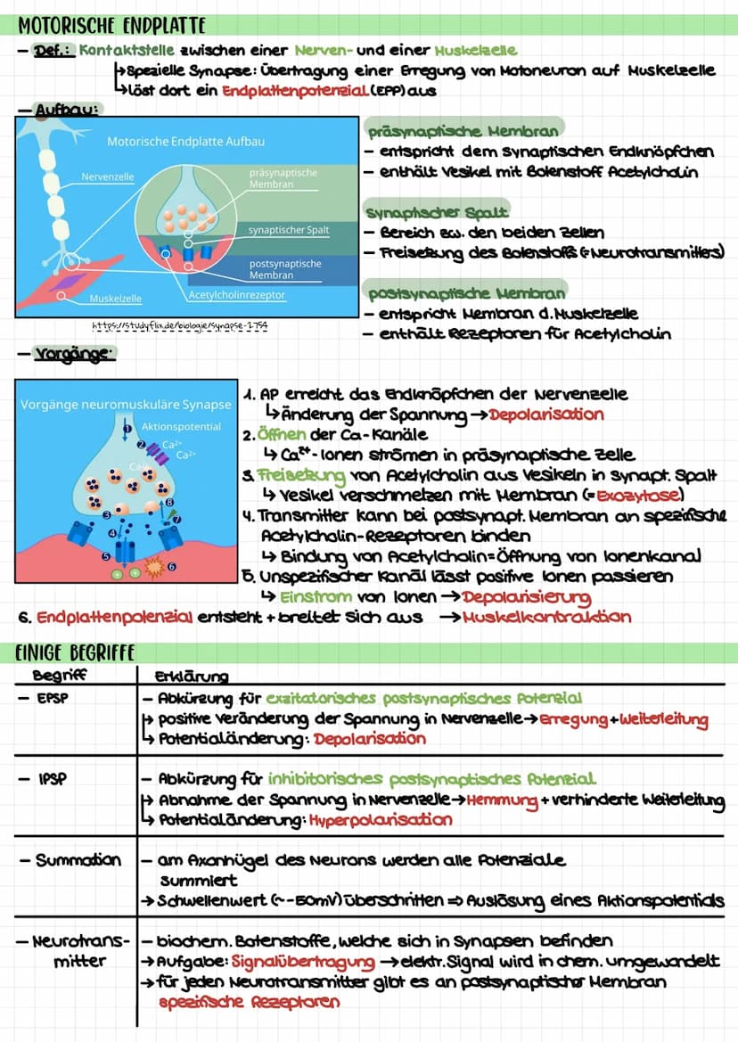 Biologie Klausur 1 (Q3) – Neurophysiologie
4. Erregungsleitung am Axon
kontinuierlich/saltatorisch
5. Synapse (Ach-führend)
4 motorische End