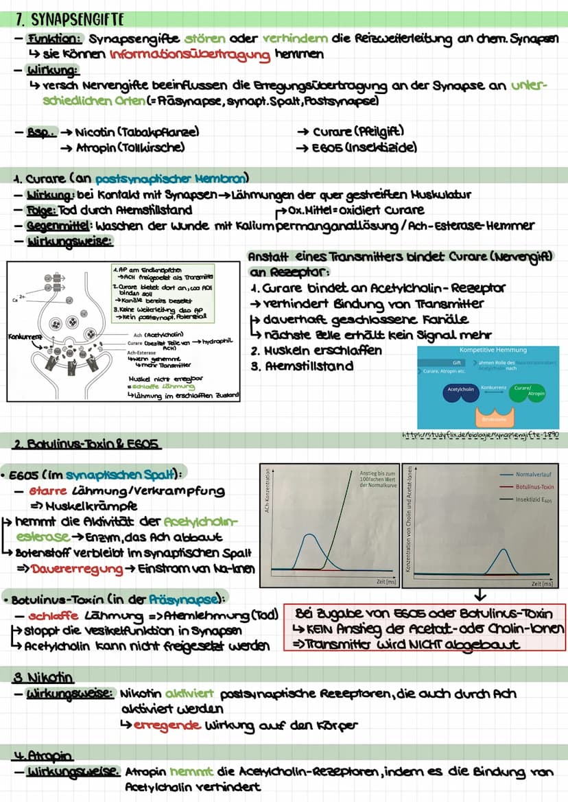 Biologie Klausur 1 (Q3) – Neurophysiologie
4. Erregungsleitung am Axon
kontinuierlich/saltatorisch
5. Synapse (Ach-führend)
4 motorische End