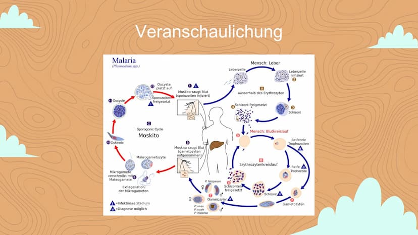 Malaria
Negin David
C Inhaltsverzeichnis
Einstieg in das Thema
WHO- Statistik
• 3 Arten von Malaria
Veranschaulichung
Erreger / die Anophele