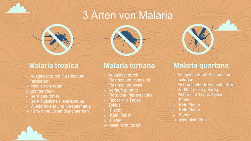 Malaria
Negin David
C Inhaltsverzeichnis
Einstieg in das Thema
WHO- Statistik
• 3 Arten von Malaria
Veranschaulichung
Erreger / die Anophele