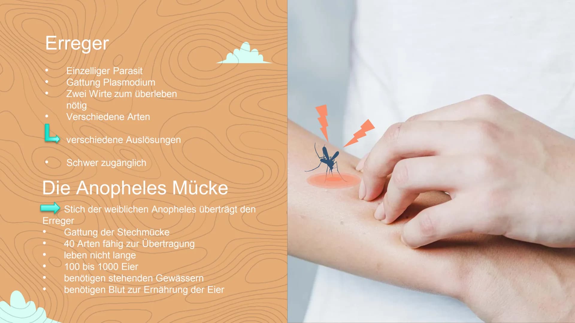 Malaria
Negin David
C Inhaltsverzeichnis
Einstieg in das Thema
WHO- Statistik
• 3 Arten von Malaria
Veranschaulichung
Erreger / die Anophele