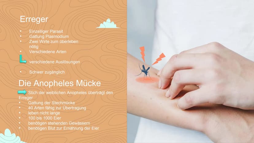 Malaria
Negin David
C Inhaltsverzeichnis
Einstieg in das Thema
WHO- Statistik
• 3 Arten von Malaria
Veranschaulichung
Erreger / die Anophele