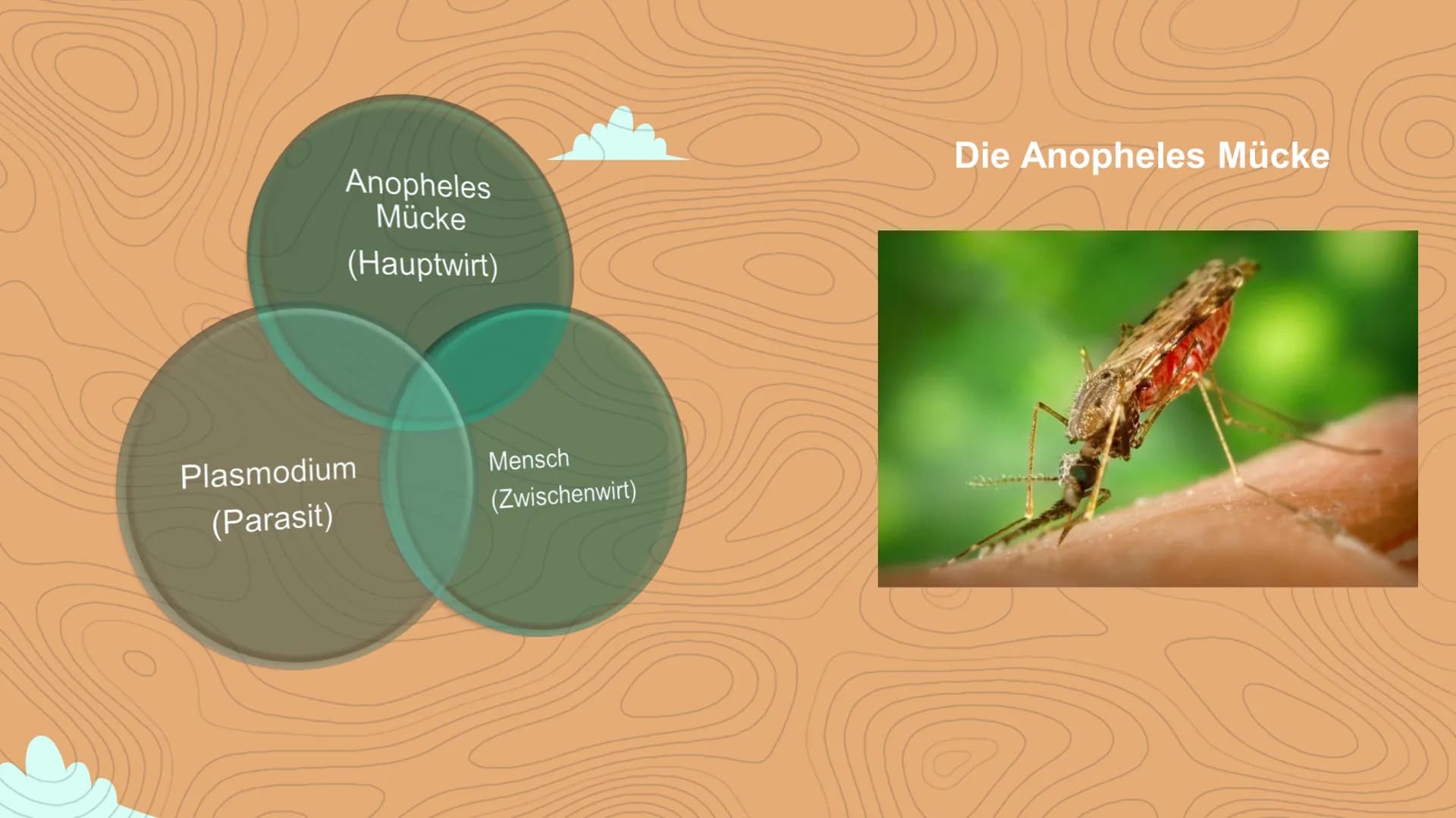 Malaria
Negin David
C Inhaltsverzeichnis
Einstieg in das Thema
WHO- Statistik
• 3 Arten von Malaria
Veranschaulichung
Erreger / die Anophele