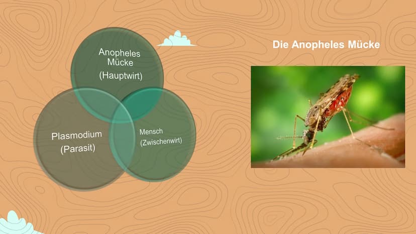 Malaria
Negin David
C Inhaltsverzeichnis
Einstieg in das Thema
WHO- Statistik
• 3 Arten von Malaria
Veranschaulichung
Erreger / die Anophele