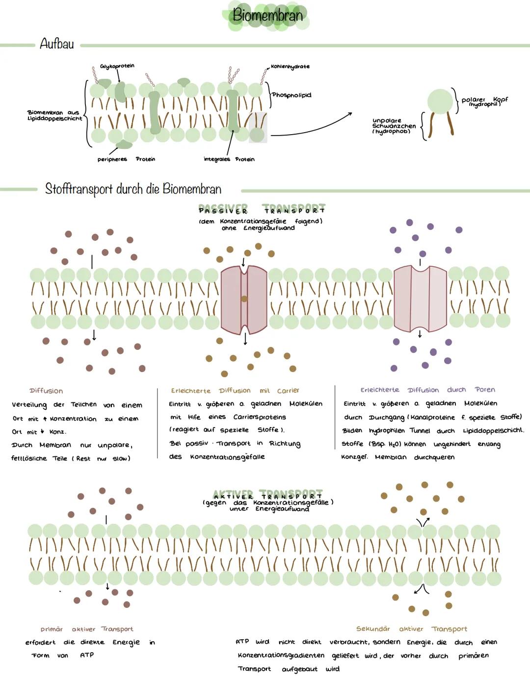 # Aufbau

Glykoprotein

Biomembran aus
Lipiddoppelschicht

peripheres Protein

Biomembran

integrales Protein

Kohlenhydrate

Phospholipid

