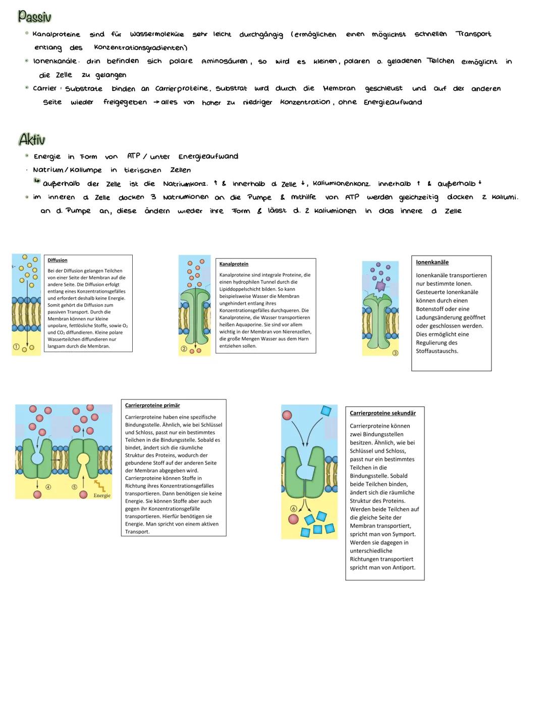 # Aufbau

Glykoprotein

Biomembran aus
Lipiddoppelschicht

peripheres Protein

Biomembran

integrales Protein

Kohlenhydrate

Phospholipid

