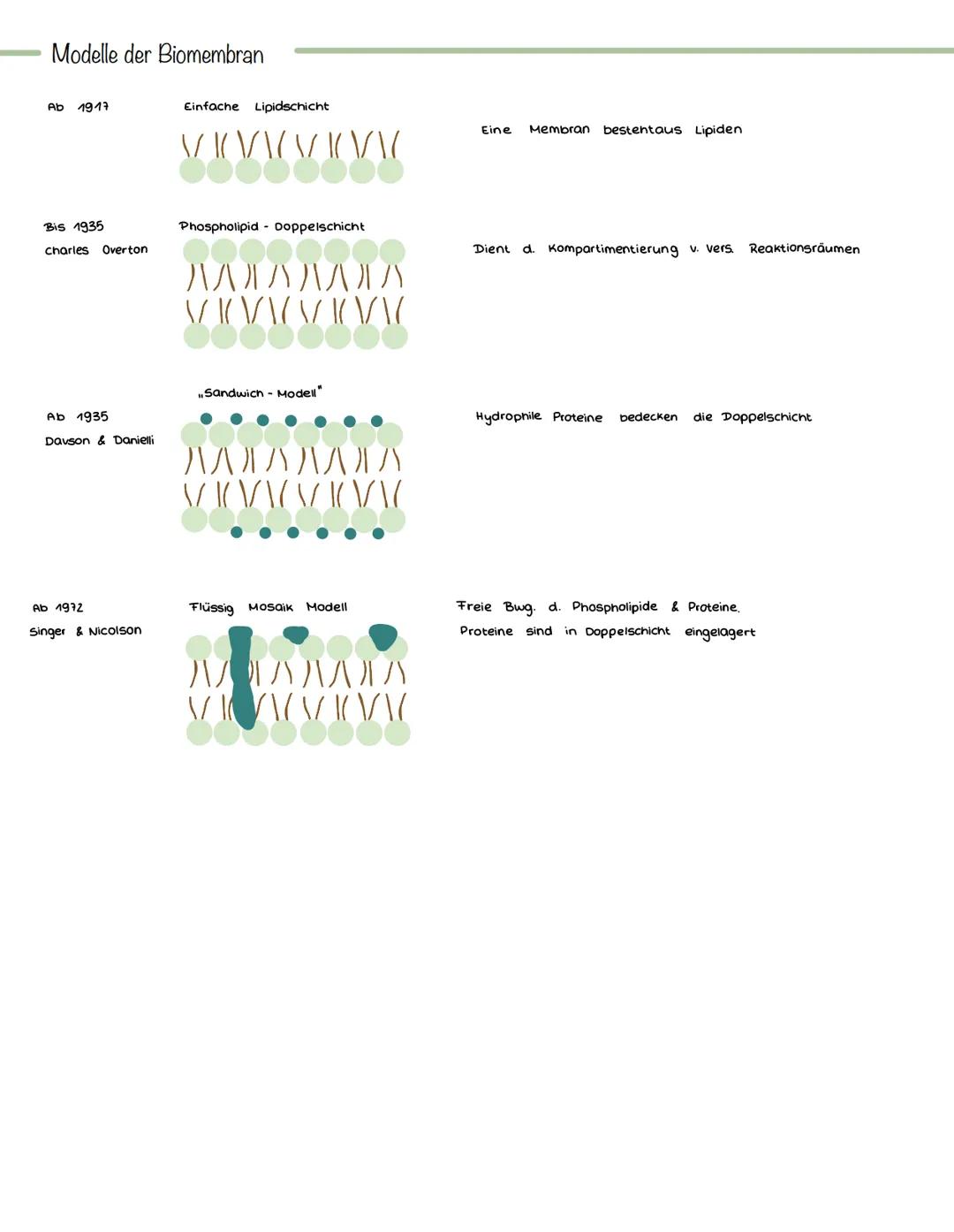 # Aufbau

Glykoprotein

Biomembran aus
Lipiddoppelschicht

peripheres Protein

Biomembran

integrales Protein

Kohlenhydrate

Phospholipid


