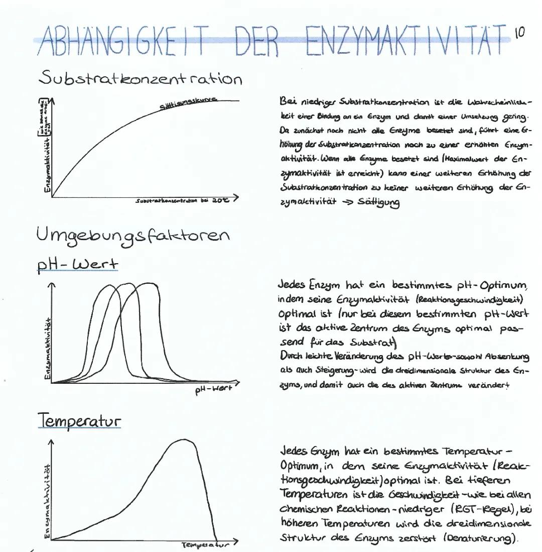 Wie Temperatur und pH-Wert die Enzymaktivität beeinflussen: Experimente und Diagramme