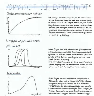 Know Abhängigkeit der Enzymaktivität thumbnail