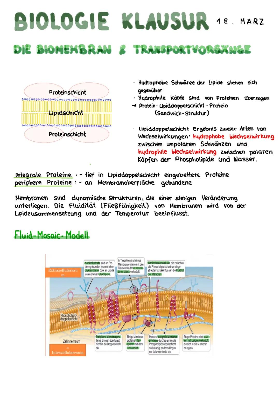 Biomembran Aufbau, Funktion und Aufgaben - PDF, Arbeitsblatt, Skizze