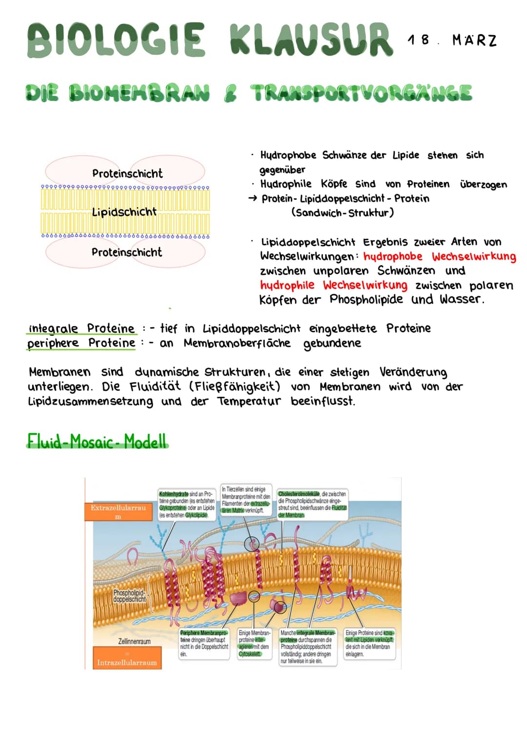 BIOLOGIE KLAUSUR
DIE BIOMEMBRAN & TRANSPORTVORGÄNGE
Proteinschicht
Lipidschicht
ó ó ó ó ó ó ó ó ó ó ó ó ó ó ó ó óóóóóóó
Proteinschicht
Extra