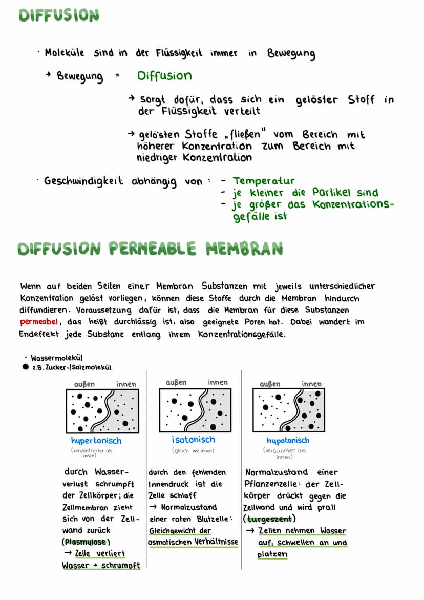 BIOLOGIE KLAUSUR
DIE BIOMEMBRAN & TRANSPORTVORGÄNGE
Proteinschicht
Lipidschicht
ó ó ó ó ó ó ó ó ó ó ó ó ó ó ó ó óóóóóóó
Proteinschicht
Extra