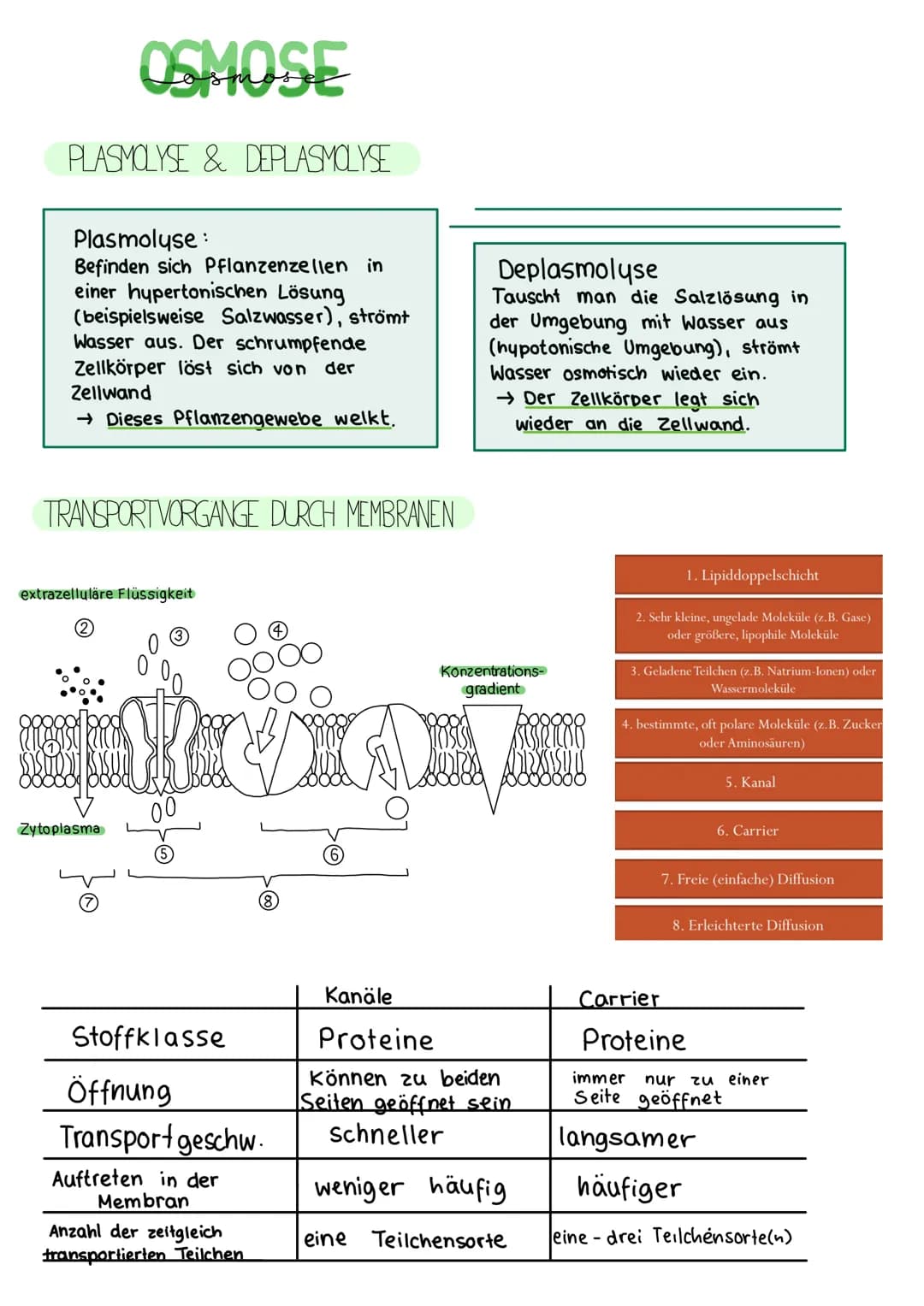 BIOLOGIE KLAUSUR
DIE BIOMEMBRAN & TRANSPORTVORGÄNGE
Proteinschicht
Lipidschicht
ó ó ó ó ó ó ó ó ó ó ó ó ó ó ó ó óóóóóóó
Proteinschicht
Extra