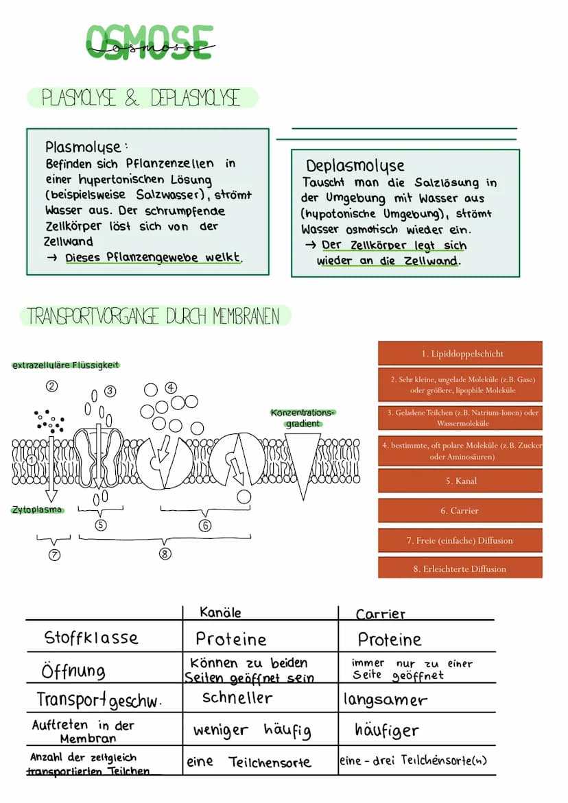 BIOLOGIE KLAUSUR
DIE BIOMEMBRAN & TRANSPORTVORGÄNGE
Proteinschicht
Lipidschicht
ó ó ó ó ó ó ó ó ó ó ó ó ó ó ó ó óóóóóóó
Proteinschicht
Extra