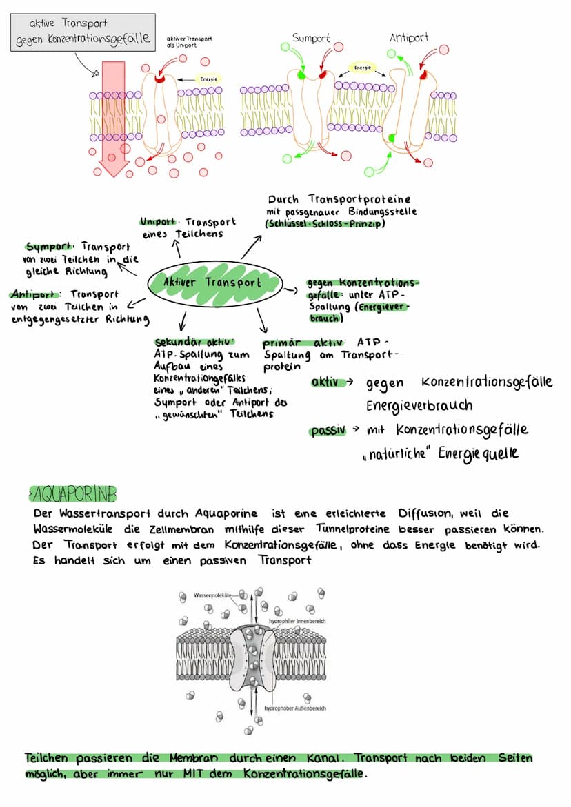 BIOLOGIE KLAUSUR
DIE BIOMEMBRAN & TRANSPORTVORGÄNGE
Proteinschicht
Lipidschicht
ó ó ó ó ó ó ó ó ó ó ó ó ó ó ó ó óóóóóóó
Proteinschicht
Extra