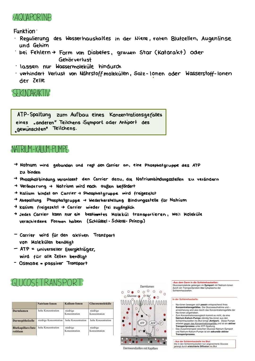 BIOLOGIE KLAUSUR
DIE BIOMEMBRAN & TRANSPORTVORGÄNGE
Proteinschicht
Lipidschicht
ó ó ó ó ó ó ó ó ó ó ó ó ó ó ó ó óóóóóóó
Proteinschicht
Extra
