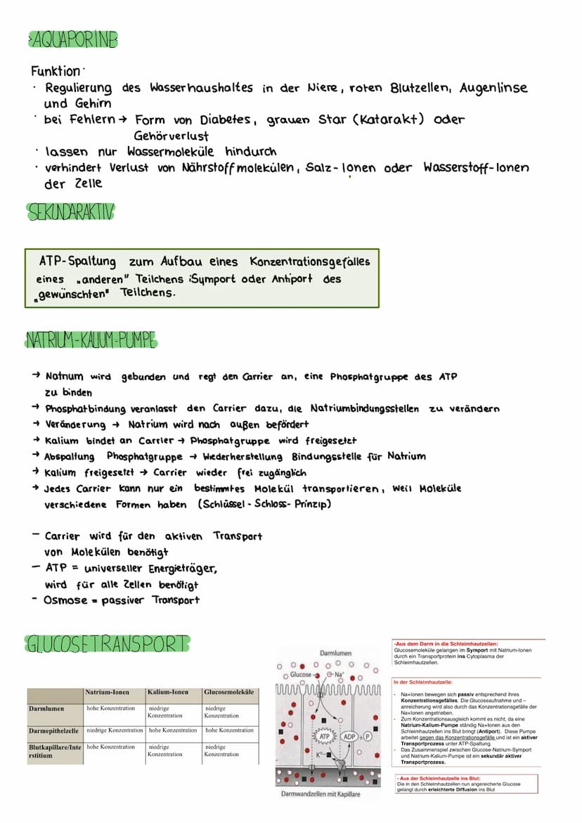 BIOLOGIE KLAUSUR
DIE BIOMEMBRAN & TRANSPORTVORGÄNGE
Proteinschicht
Lipidschicht
ó ó ó ó ó ó ó ó ó ó ó ó ó ó ó ó óóóóóóó
Proteinschicht
Extra