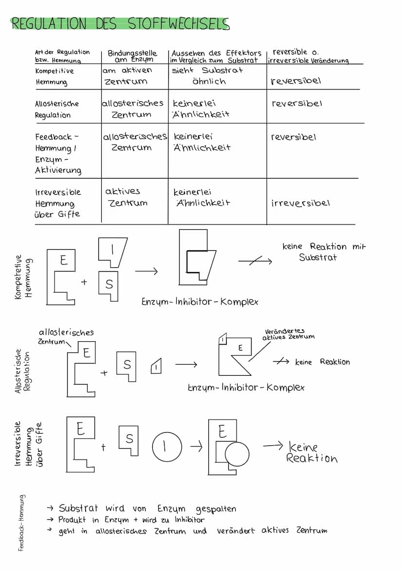 BIOLOGIE KLAUSUR
DIE BIOMEMBRAN & TRANSPORTVORGÄNGE
Proteinschicht
Lipidschicht
ó ó ó ó ó ó ó ó ó ó ó ó ó ó ó ó óóóóóóó
Proteinschicht
Extra
